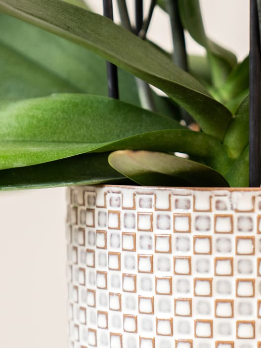 Orquídea Premium Phalaenopsis 'Bellissimo Amore'