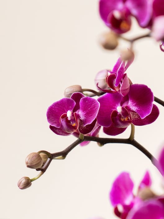 Orquídea Premium Phalaenopsis 'Bellissimo Amore'