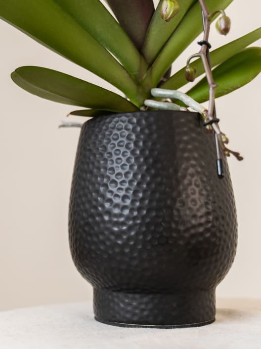 Orquídea Premium Phalaenopsis 'Formidablo' blanca