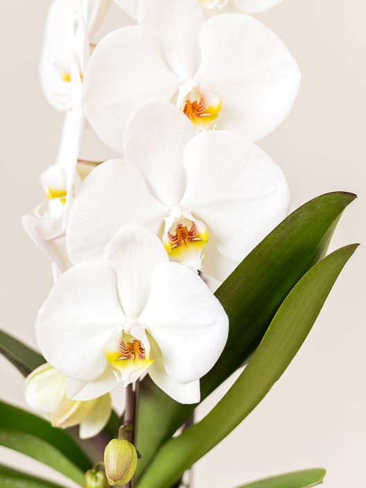Orquídea Premium Phalaenopsis 'Formidablo' blanca