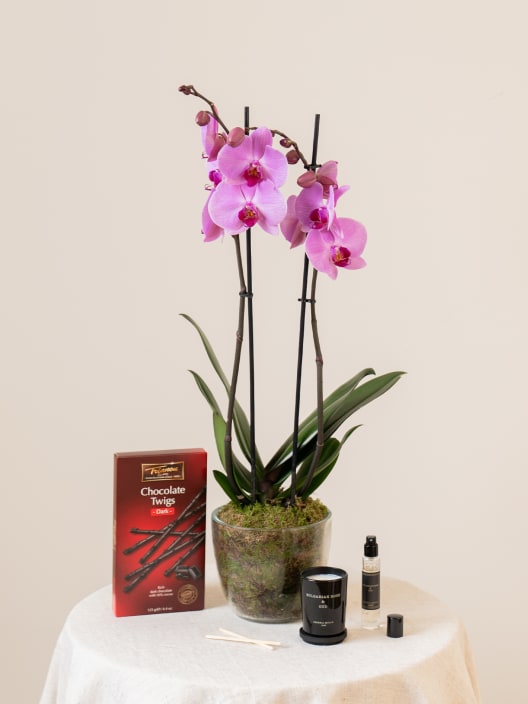 Orquídea San Valentín Rosa