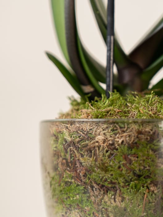 Orquídea San Valentín Rosa