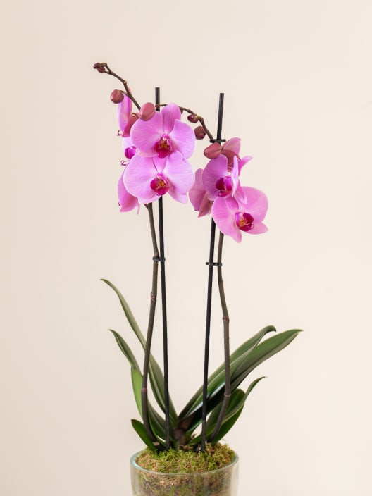 Orquídea San Valentín Rosa