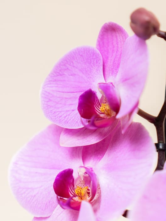 Orquídea San Valentín Rosa