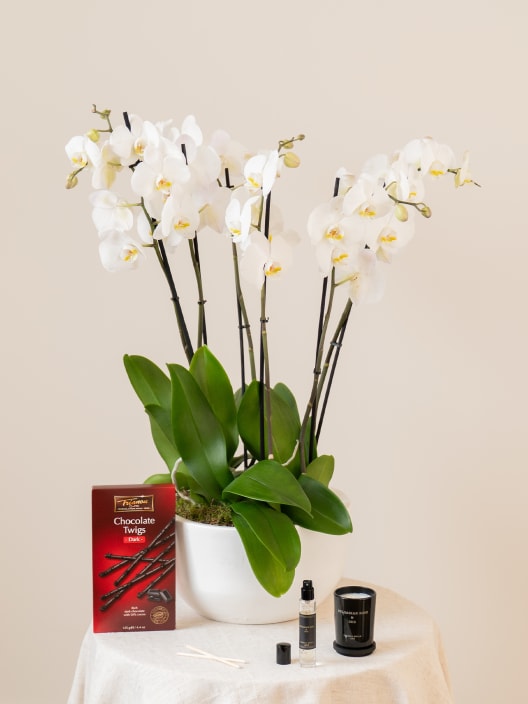 Orquídea San Valentín Blanca