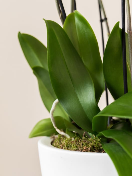 Orquídea San Valentín Blanca