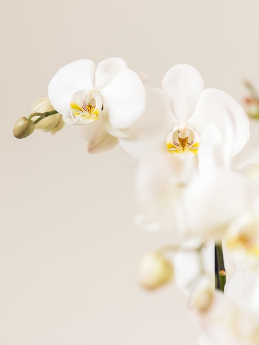Orquídea San Valentín Blanca