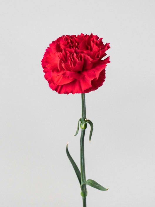 Ramillete de Claveles rojos