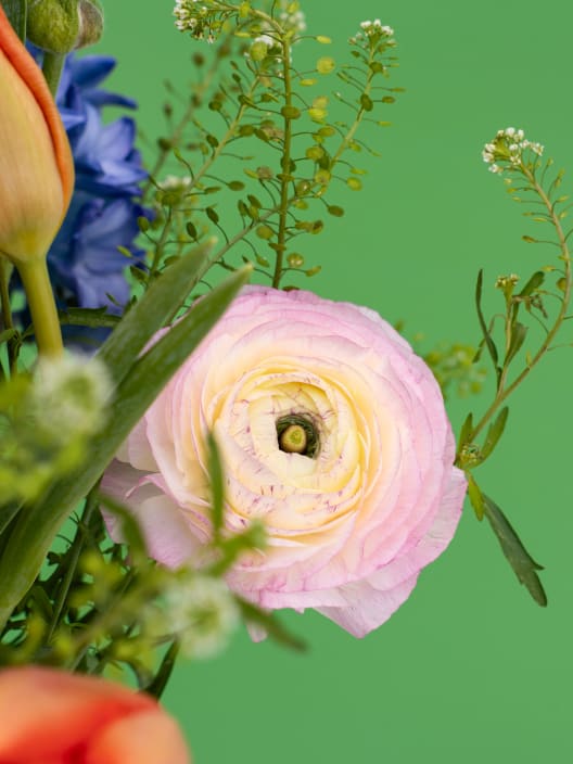 POP BLOOM - Ramo Tulip Twist