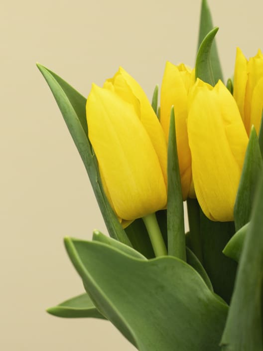 Pack especial Día del Padre: amarillo brillante para papá