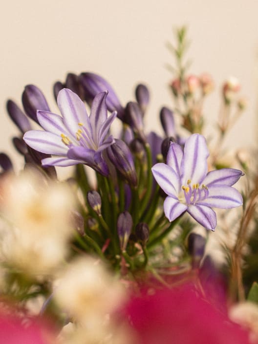 Ramo Primavera Alhelí