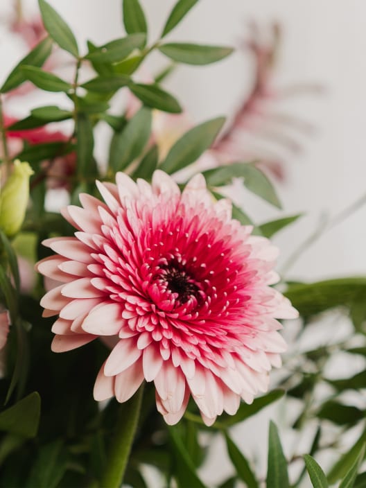 Ramo Día de la Madre Gerbera Extra