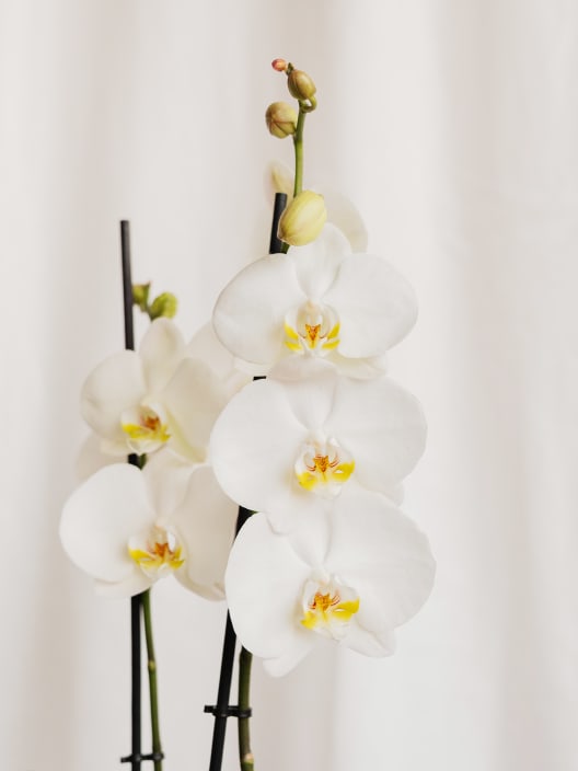 Pack Día de la Madre Orquídea blanca