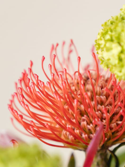 Ramo Proteas XL