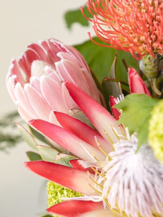 Ramo Proteas XL