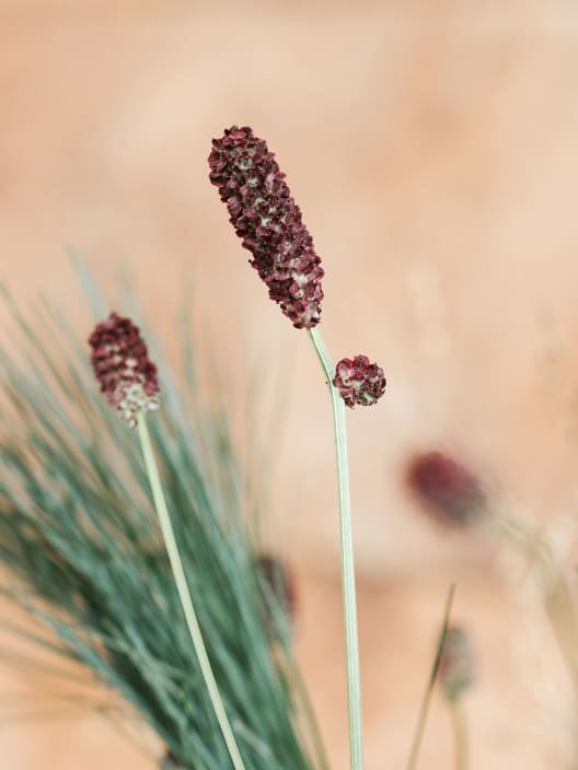 Ramo Ecos de Navidad entre Rosas y Bayas