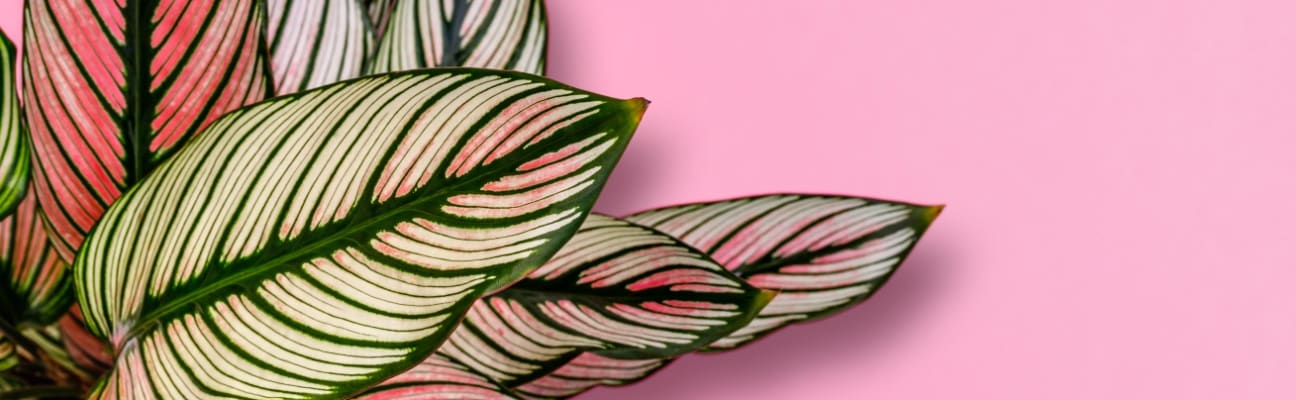 Calatheas: cuidados y consejos