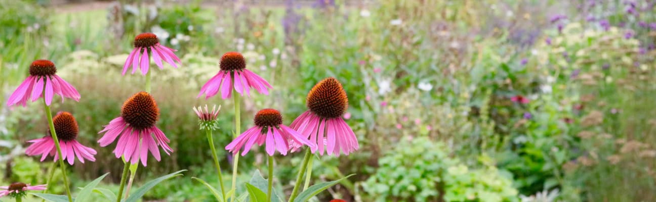 ¿Por qué elegir un jardín sostenible?