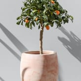 Árboles frutales cítricos