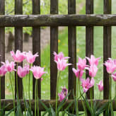 Borduras y vallas de jardín