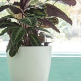 Macetas Artevasi Autorriego