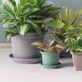 Macetas de plástico y resina