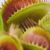 Plantas carnívoras