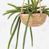 Plantas colgantes para interior y balcón