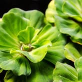 Plantas de estanques flotantes