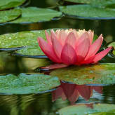 Plantas de estanques para aguas profundas