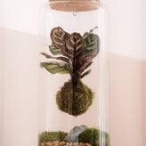 Terrarios de plantas