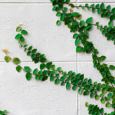 Plantas trepadoras y enredaderas