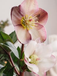 Plantas de navidad naturales