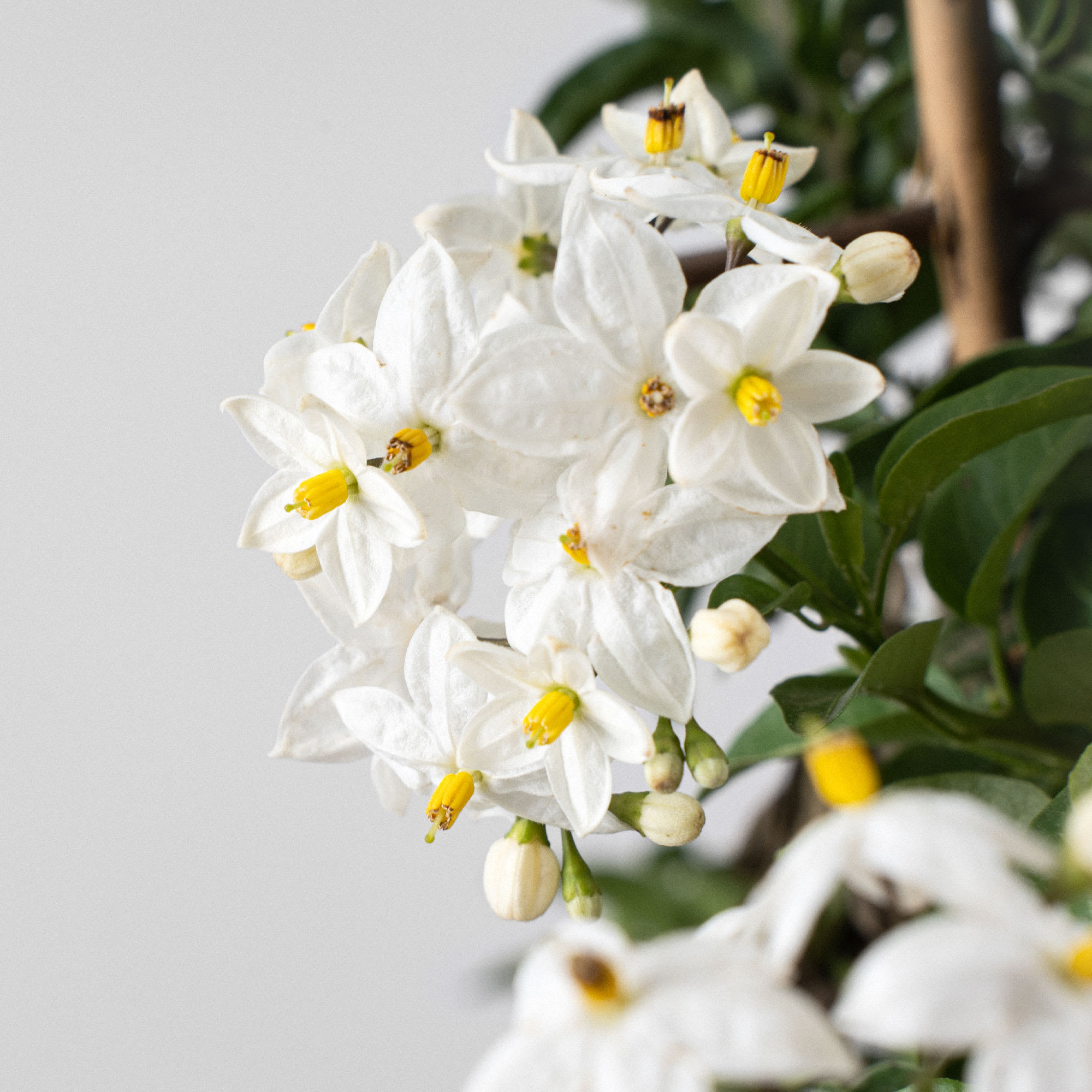 Solanum jasminoides | Fronda