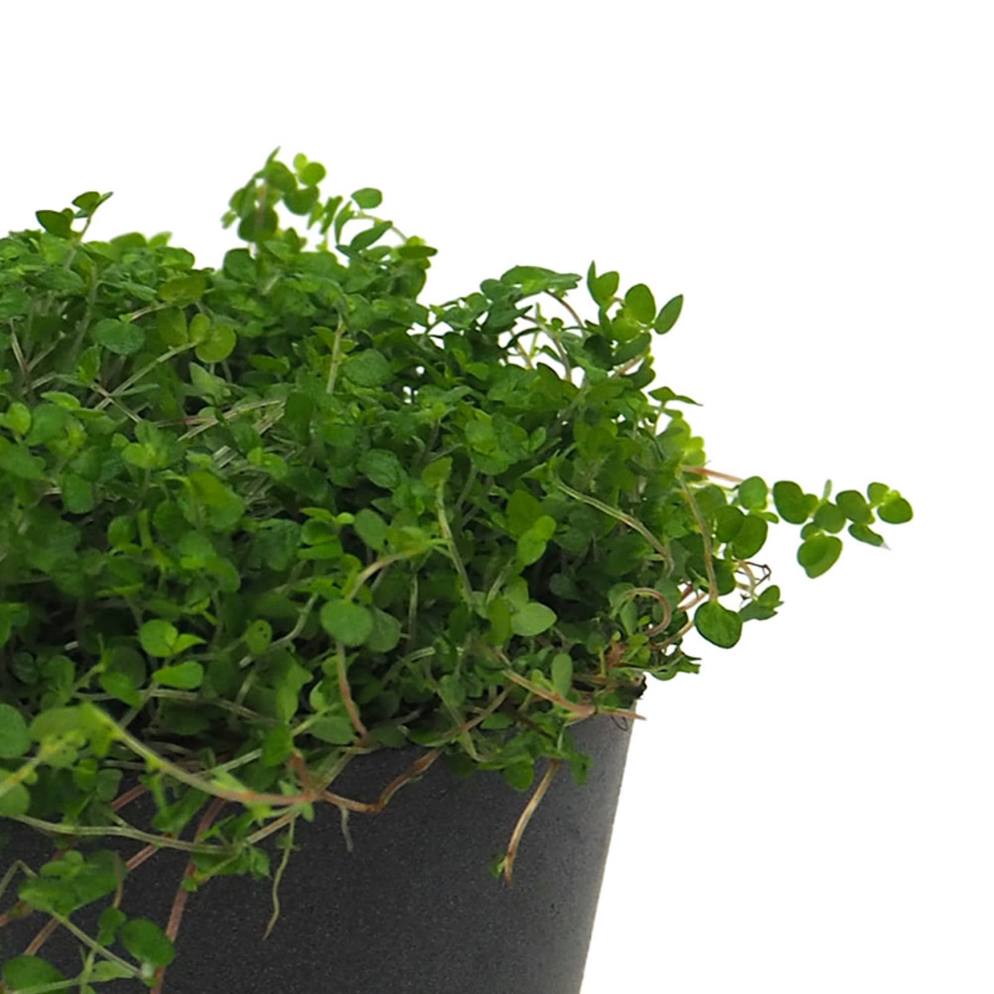 Ficha de la Soleirolia soleirolii - Helxine soleirolii | Plantas