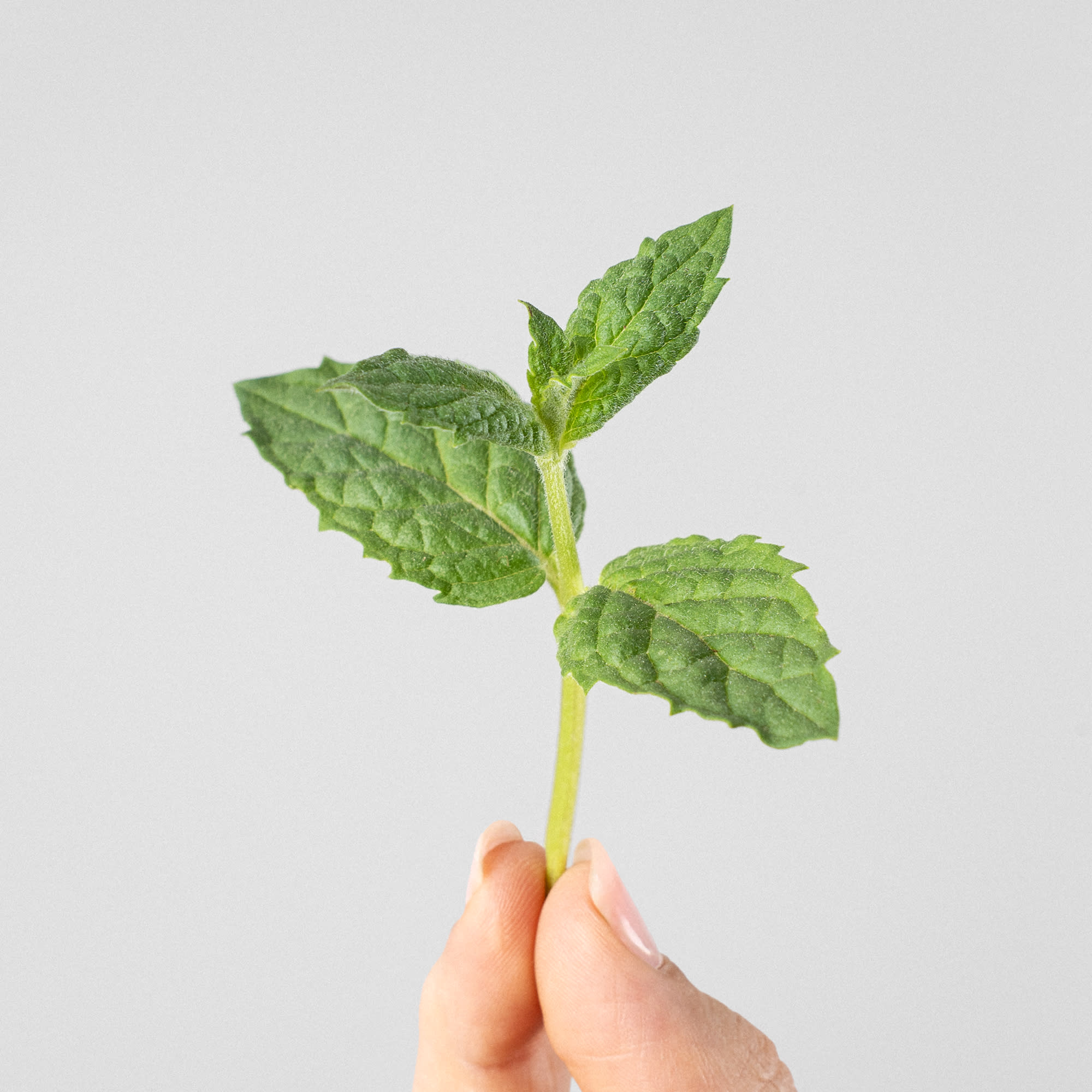 300 Semillas Menta Mentha Piperita Autentica Nuevas | Meses Sin Inter&eacute;s
