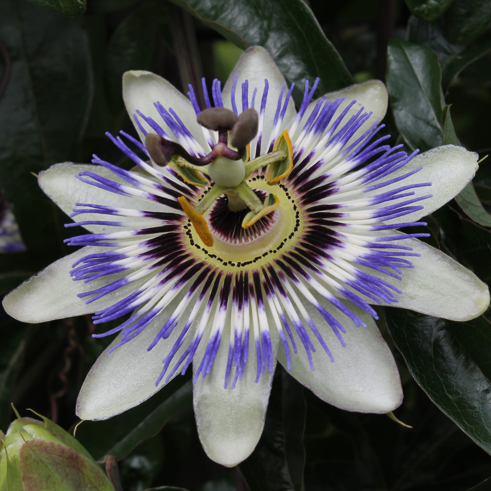 Passiflora Passiflora