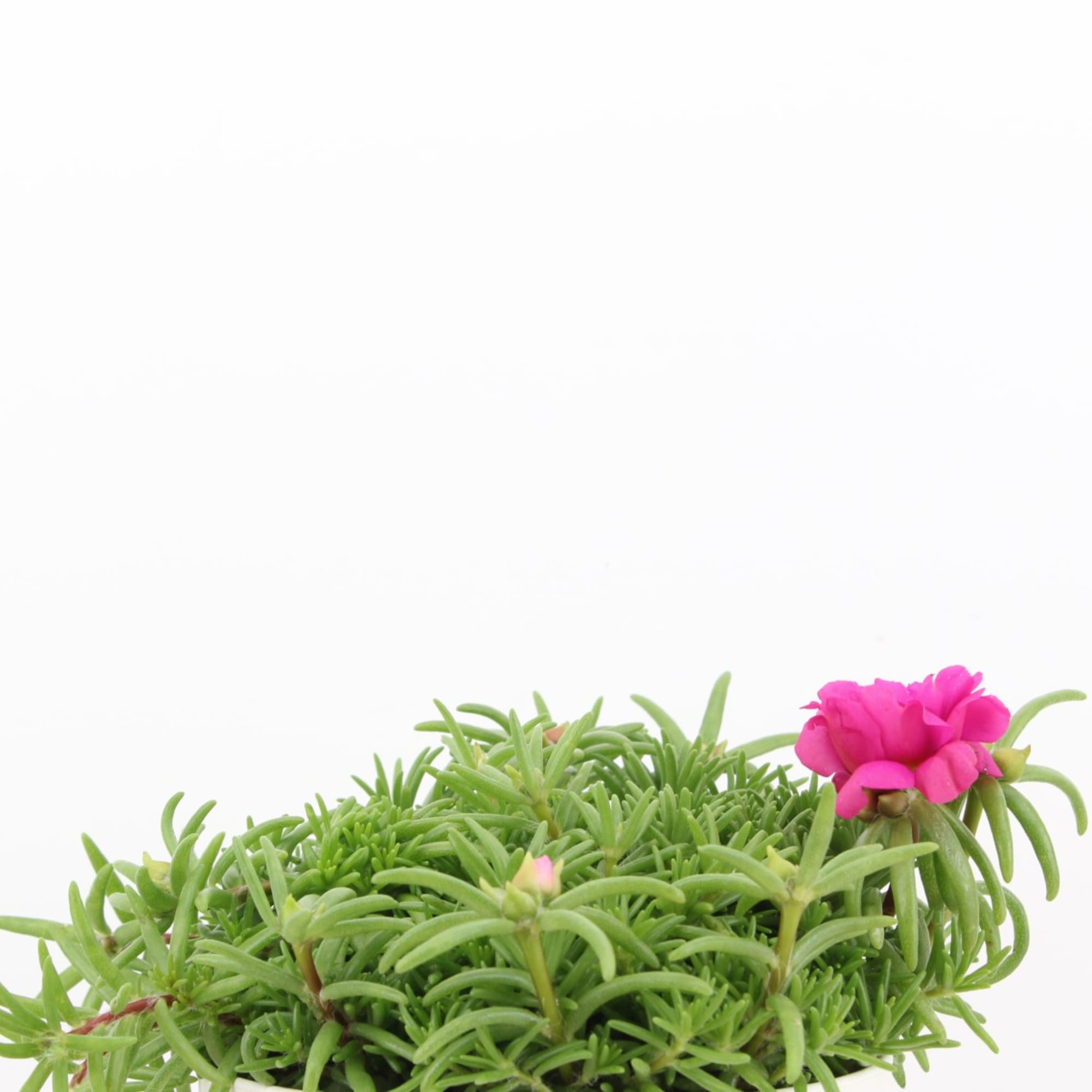 flor de portulaca grandiflora