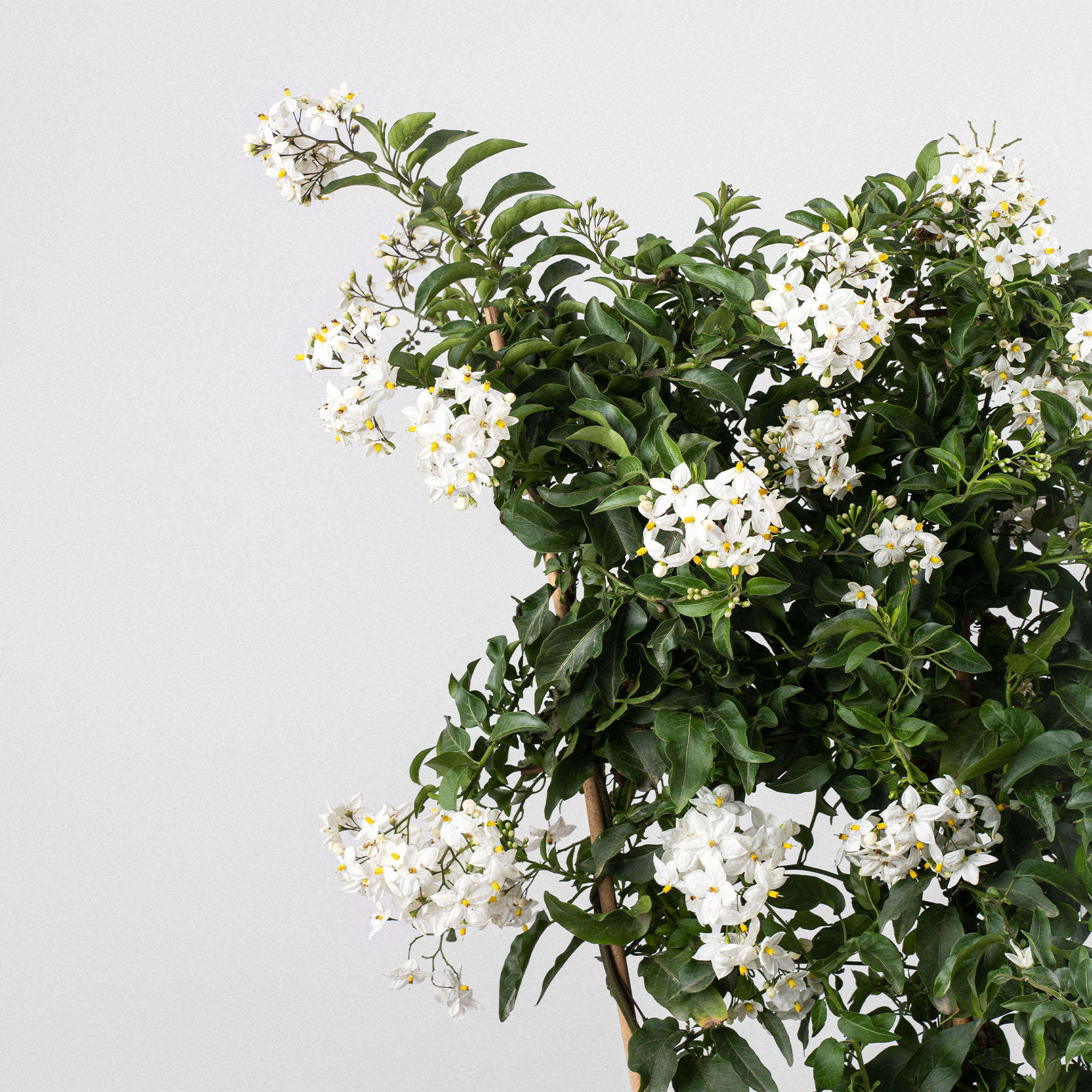 Solanum jasminoides | Fronda