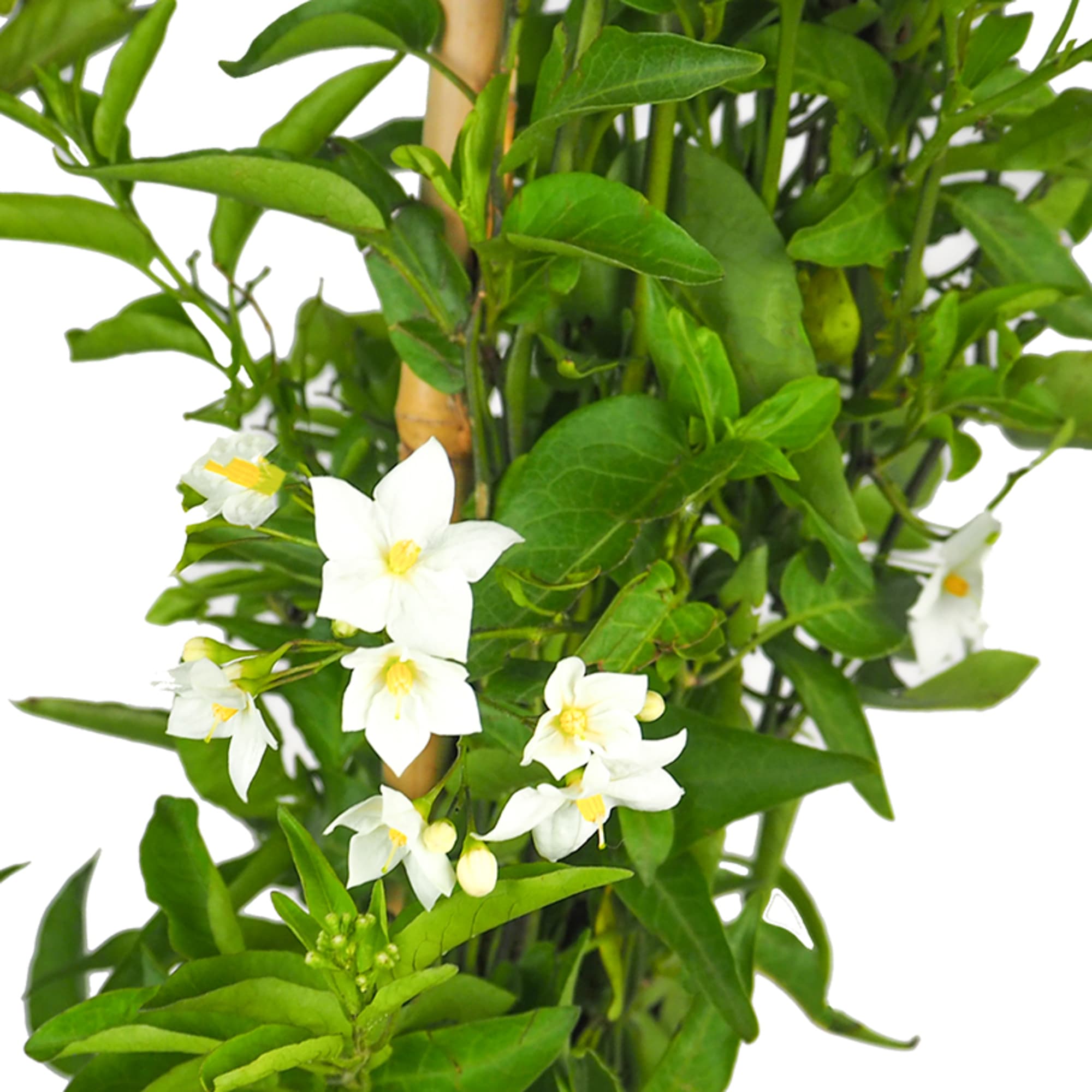 Solanum jasminoides | Fronda