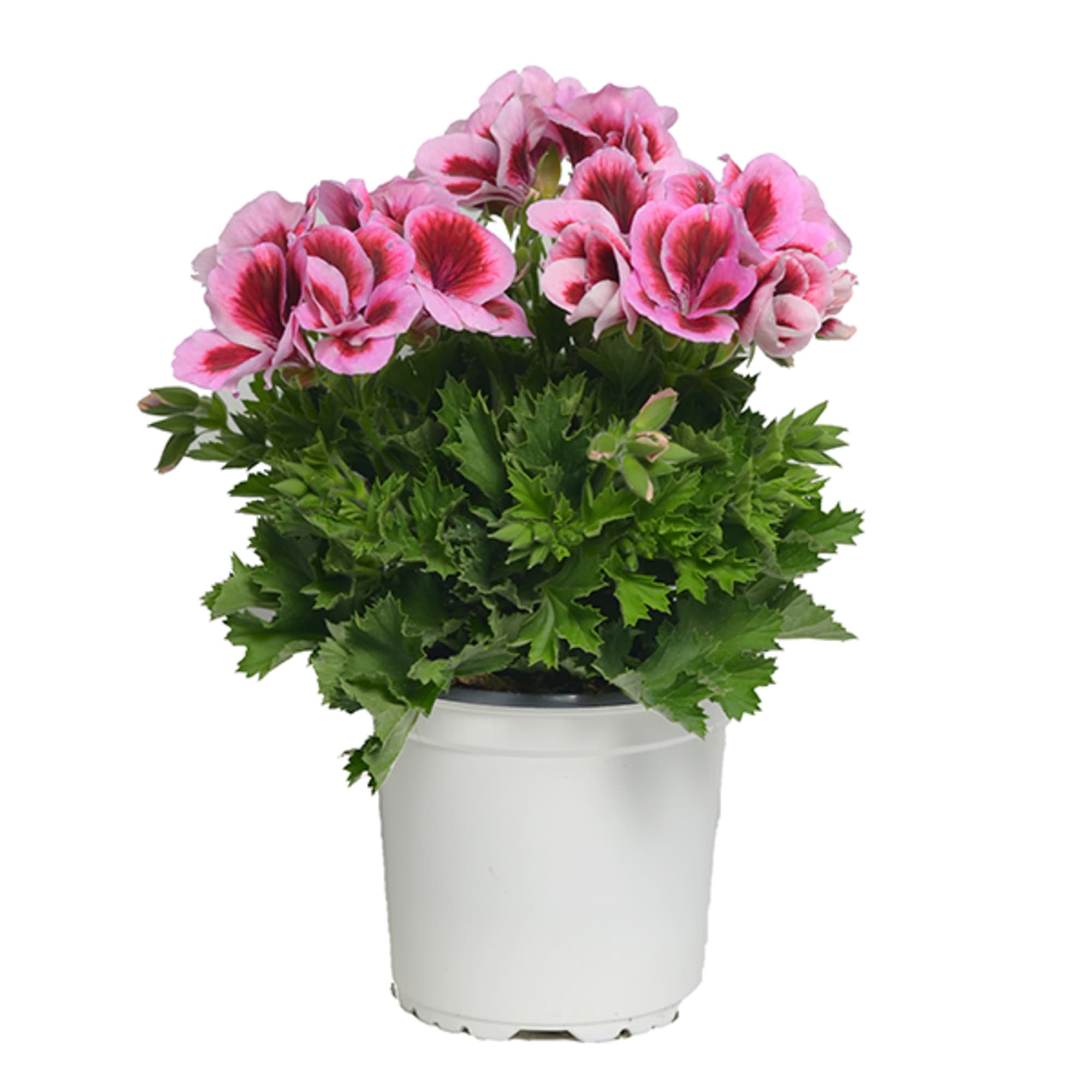 Geranio Pensamiento En Maceta De 13 Cm – Planta Arbustiva Con Floración Abundante Para Exterior Y Jardín