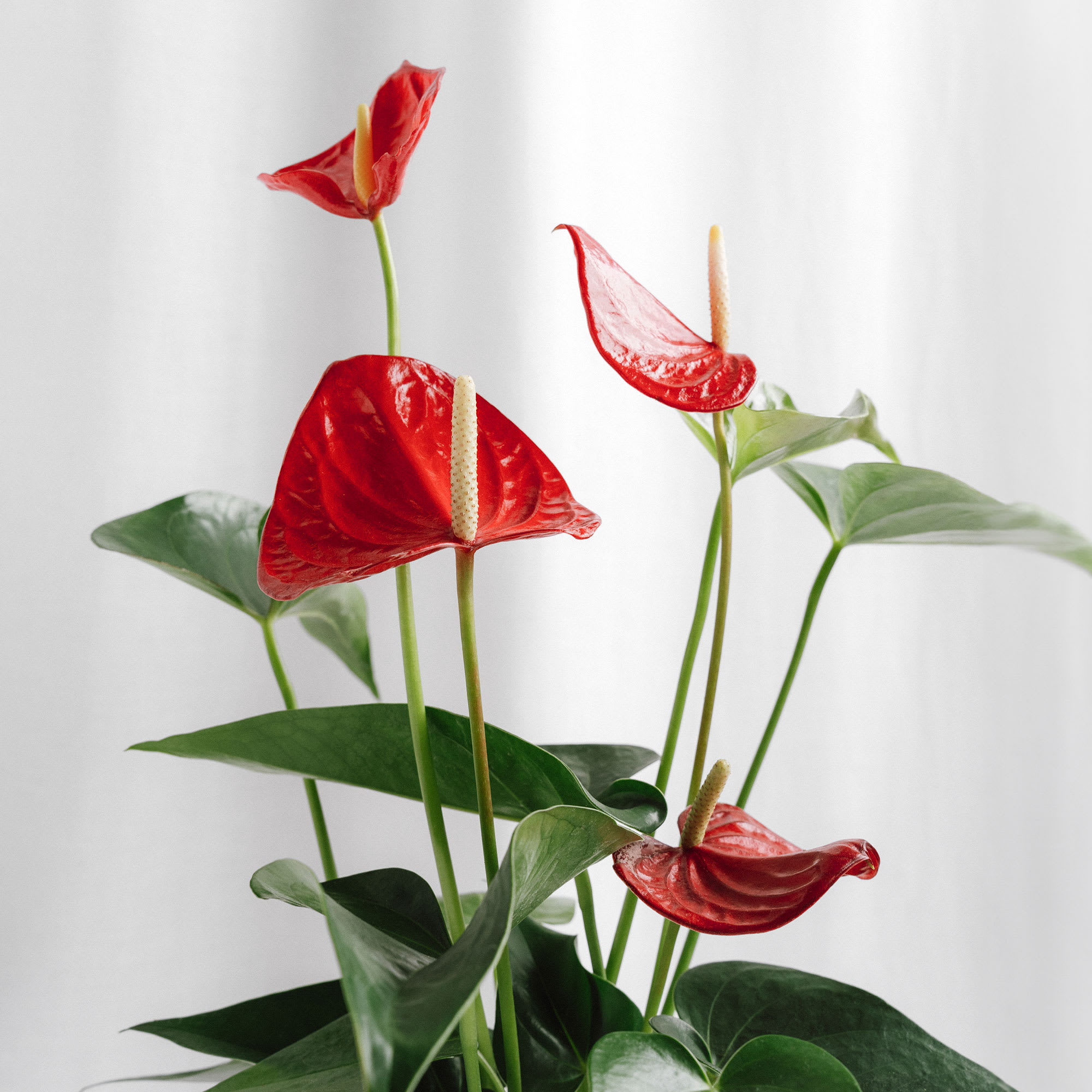 Anthurium 'Edison' | Fronda
