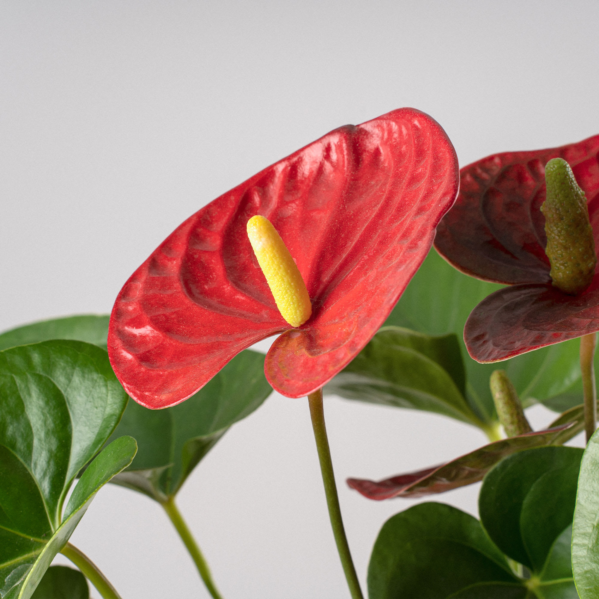 Anthurium 'Winner Red' | Fronda