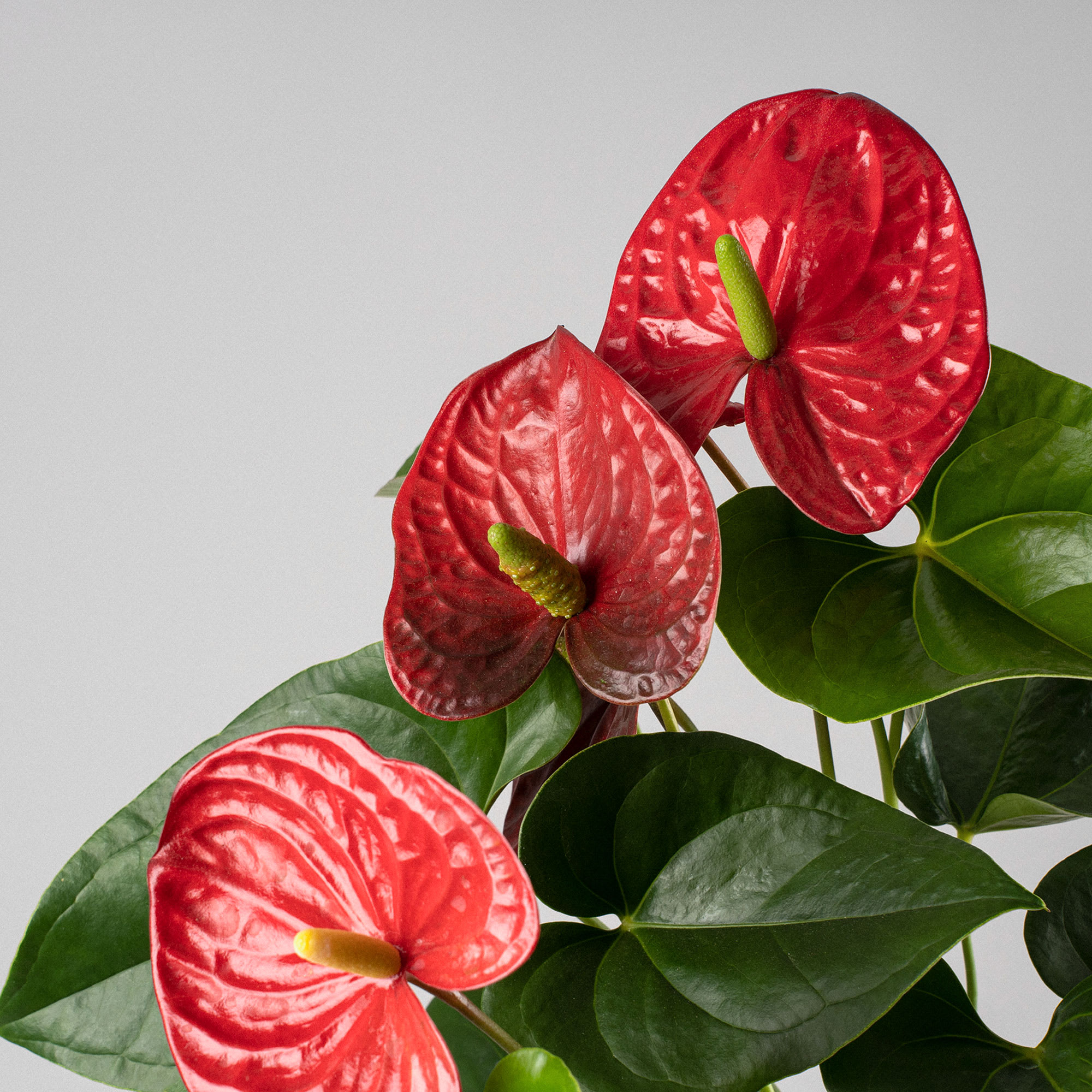 Anthurium 'Winner Red' | Fronda