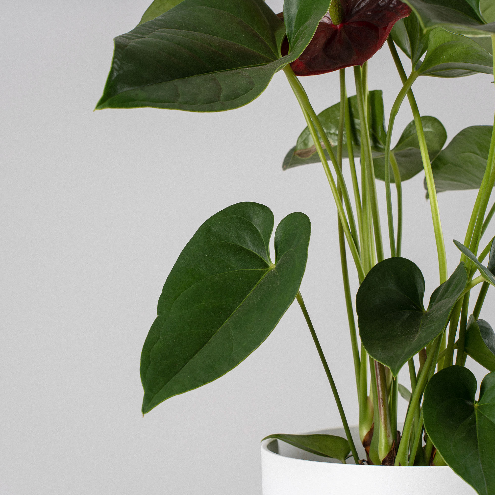 Anthurium 'Winner Red' | Fronda