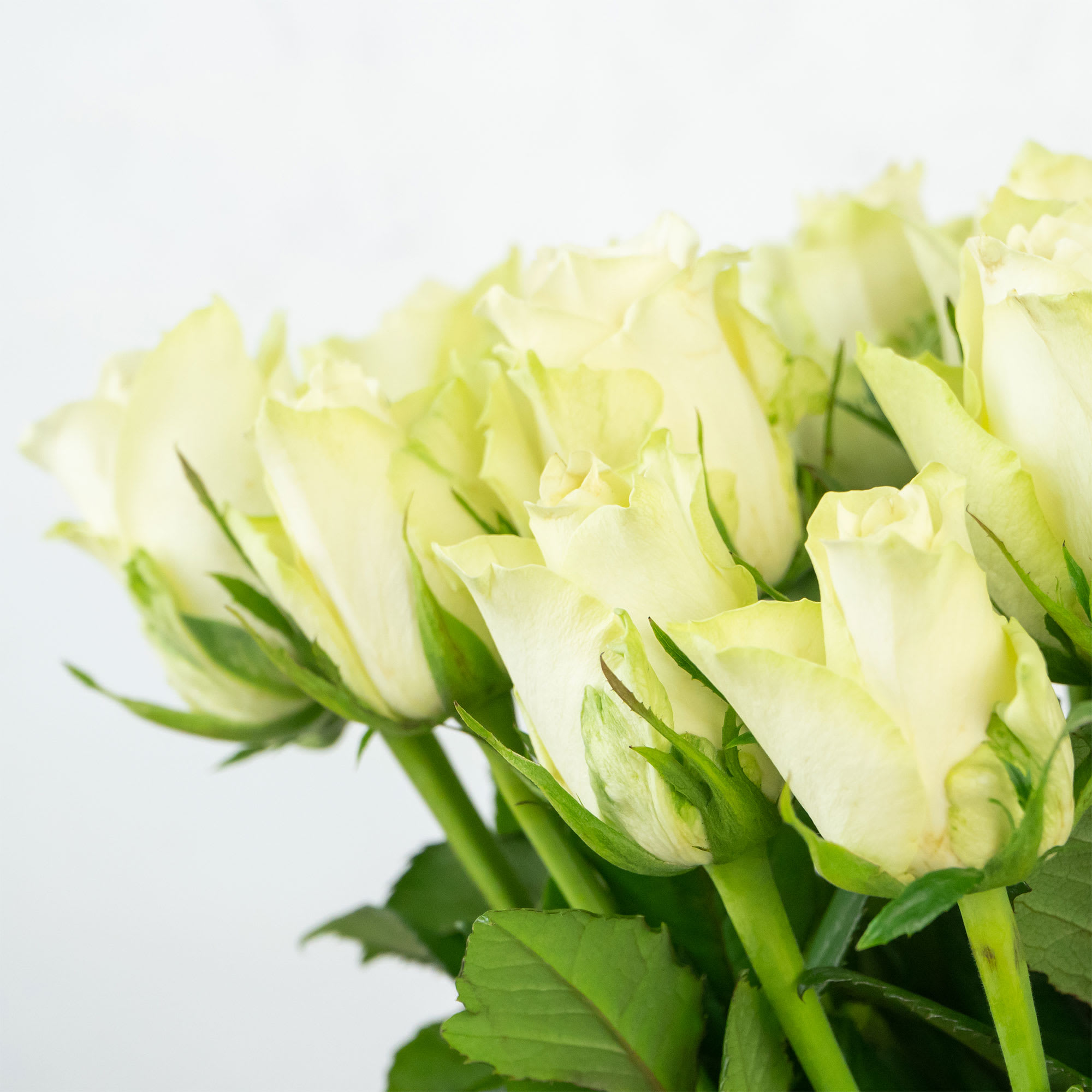 Ramillete de Mini Rosas Blancas | Fronda