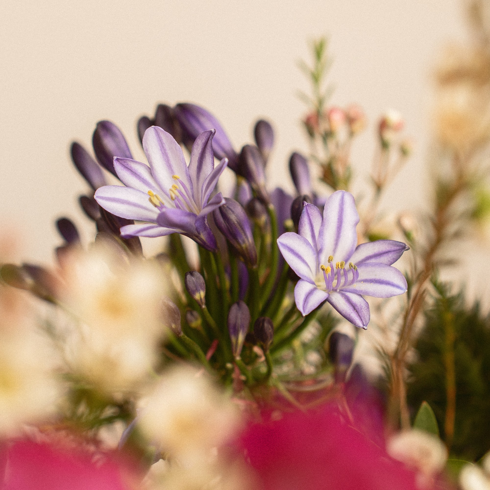 Ramo Primavera Alhelí | Fronda