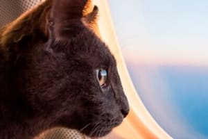 5 consejos para viajar con tu gato