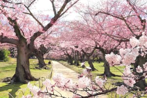 Hanami: la belleza de observar las flores