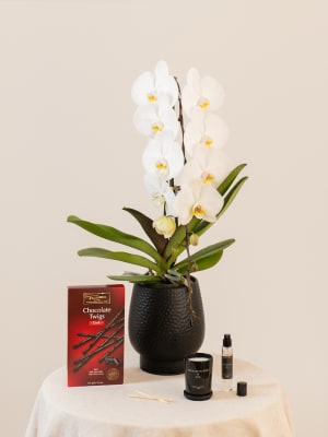Orquídea Premium Phalaenopsis 'Formidablo' blanca